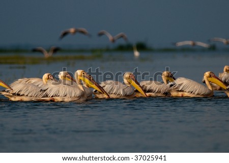 American Flock Great White Stock Photos, Images, & Pictures | Shutterstock