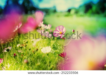 beautiful garden flowers/ summer flower background - stock photo