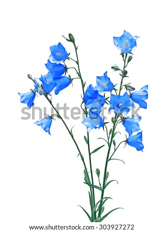 Bellflowers Stock Photos, Images, & Pictures | Shutterstock