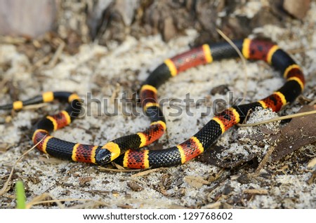 natural and hairy teen coral striped black widow