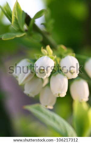 "blueberry_flowers" Stock Photos, Royalty-Free Images & Vectors