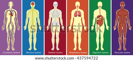 Anatomy Stock Images, Royalty-Free Images & Vectors | Shutterstock