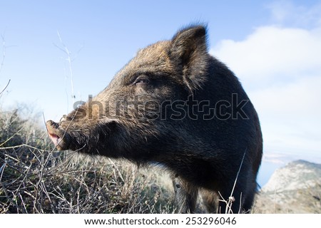Head of a wild boar with tusks Stock Photos, Images, & Pictures