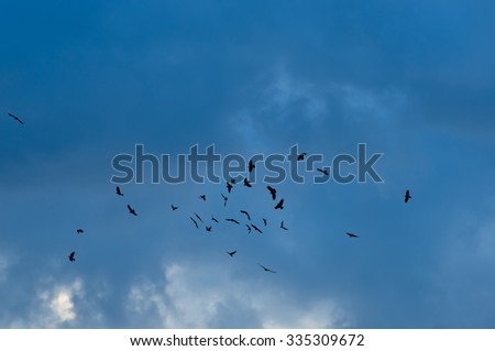 Crows Flying Stock Photos, Images, & Pictures | Shutterstock