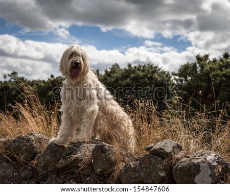 Pin Schnoodle Puppy