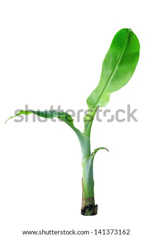 Banana Plant Stock Photos, Images, & Pictures | Shutterstock