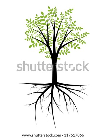 Tree Roots Stock Photos, Images, & Pictures 