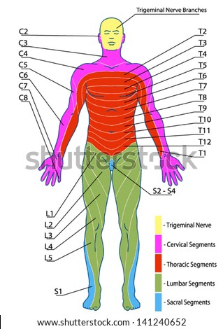 Dermatome Stock Images, Royalty-Free Images & Vectors | Shutterstock