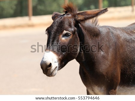 Mules Stock Images, Royalty-Free Images & Vectors | Shutterstock