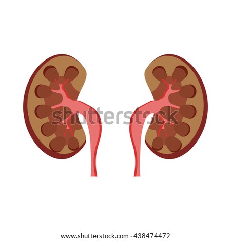 Kidney Disease Stock Photos, Images, & Pictures | Shutterstock