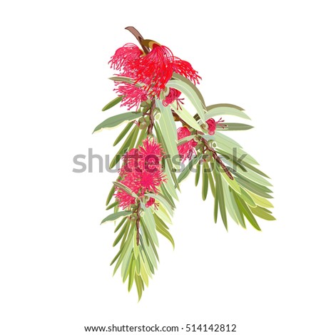 Australian Eucalyptus Leaves Flowers Stock Vector 143544823 - Shutterstock