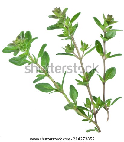 Purple Sage: Instrucciones para la plantación y el cuidado | DoItYourself.com