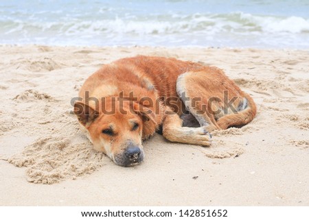 Dog Relaxing On Beach Dog Relaxing On Beach