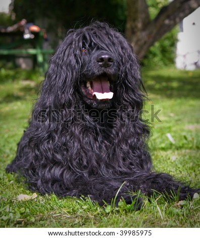 http://thumb9.shutterstock.com/display_pic_with_logo/121681/121681,1257064295,6/stock-photo-portuguese-water-dog-39985975.jpg