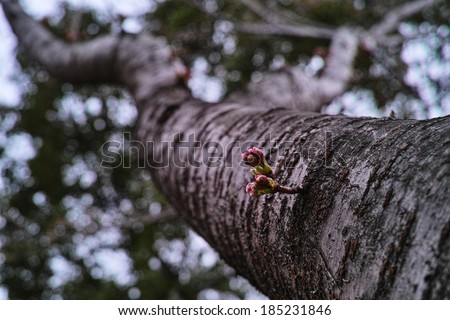 takamex s quot trees and flowers quot set on shutterstock takamex s quot trees and flowers quot set on shutterstock