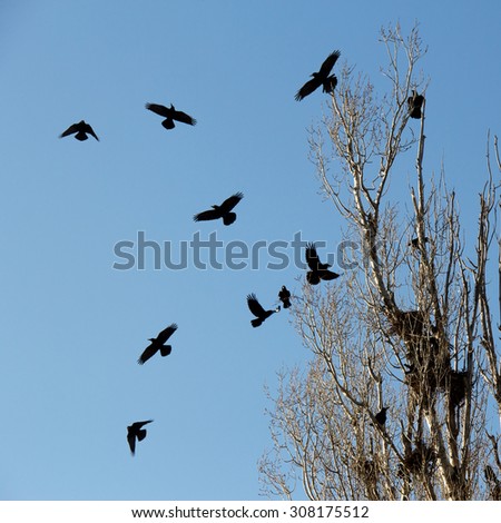 Crows Flying Stock Photos, Images, & Pictures | Shutterstock