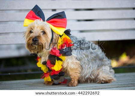 yorkshire terrier with german color loop - stock photo