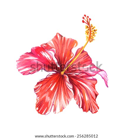 Hibiscus Stock Photos, Royalty-Free Images & Vectors - Shutterstock