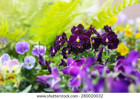 kiss quick flowers violet ease flowerbed tricolor viola nature heart beauty summer shutterstock