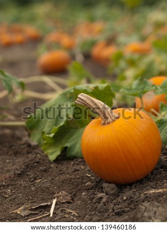 mguttman's Portfolio on Shutterstock