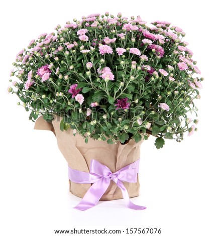 Chrysanthemum bush in pot isolated on white stock photo Chrysanthemum bush in pot isolated on white stock photo
