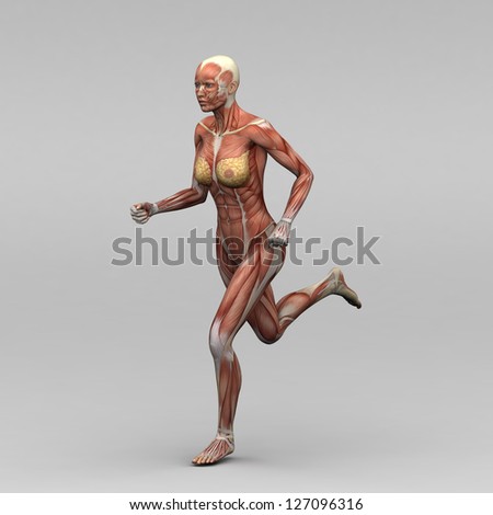 Anatomically Correct Medical Model Human Body Stock Photo 467852