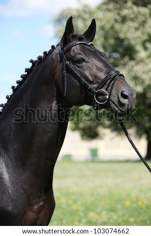 stock-photo-nice-kwpn-stallion-103074662