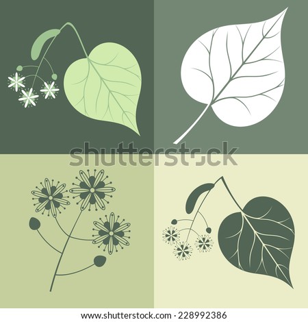 Linden Flower Stock Vectors & Vector Clip Art | Shutterstock