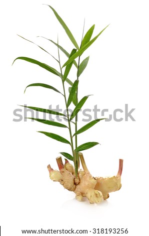 Ginger Plant Stock Photos, Images, & Pictures 