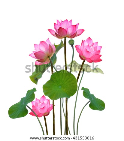 Lotus Stock Images, Royalty-Free Images & Vectors | Shutterstock