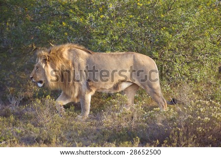A Light Maned Walks Through The Bush Patrols His Territory Stock Photo 9896416