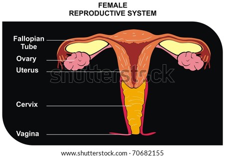 Reproductive part Stock Photos, Images, & Pictures | Shutterstock