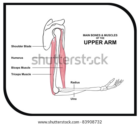 Arm bone Stock Photos, Images, & Pictures | Shutterstock
