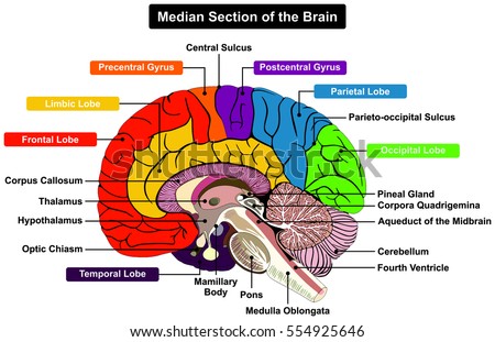 Easy Edit Vector Illustration Brain Anatomy Stock Vector 142194100