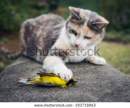 Calico Cat toys with its unfortunate prey, a beautiful yellow Hooded Warbler bird. - stock photo