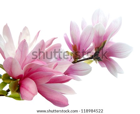 Magnolia Flower Stock Photos, Images, & Pictures | Shutterstock