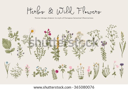 Herbs and Wild Flowers. Botany. Set. Vintage flowers. Colorful illustration in the style of engravings. - stock vector Herbs and Wild Flowers. Botany. Set. Vintage flowers. Colorful illustration in the style of engravings. - stock vector