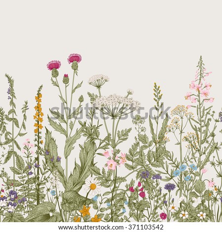 Vector seamless floral border. Herbs and wild flowers. Botanical Illustration engraving style. Colorful - stock vector Vector seamless floral border. Herbs and wild flowers. Botanical Illustration engraving style. Colorful - stock vector