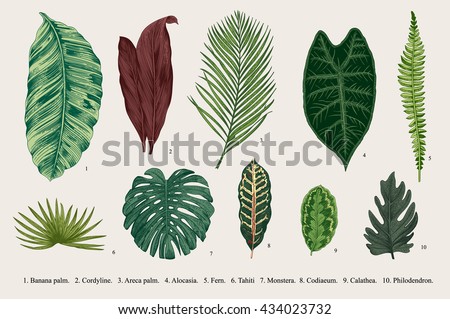 Set Leaf. Exotics. Vintage vector botanical illustration. Colorful. - stock vector Set Leaf. Exotics. Vintage vector botanical illustration. Colorful. - stock vector