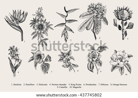 Exotic flowers set. Botanical vector vintage illustration. Design elements. Black and white - stock vector Exotic flowers set. Botanical vector vintage illustration. Design elements. Black and white - stock vector