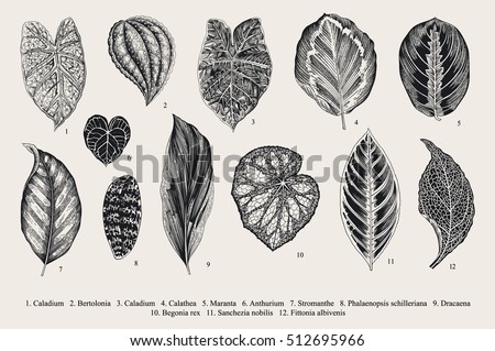 Set Leaf. Exotics. Vintage vector botanical illustration. Black and white. Set Leaf. Exotics. Vintage vector botanical illustration. Black and white.
