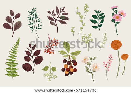 Leaves, flowers and berries set. Botanical vector vintage illustration. Set of florist. Colorful Leaves, flowers and berries set. Botanical vector vintage illustration. Set of florist. Colorful