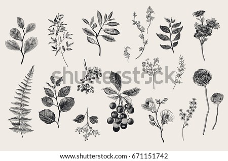 Leaves, flowers and berries set. Botanical vector vintage illustration. Set of florist. Colorful Leaves, flowers and berries set. Botanical vector vintage illustration. Set of florist. Colorful