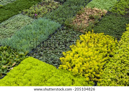 plants growing in trays in a plastic covered greenhouse stock photo greenhouse plastic trays plants growing in trays in a plastic covered greenhouse stock photo greenhouse plastic trays
