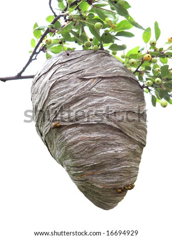 Wild Honey Bee Hive