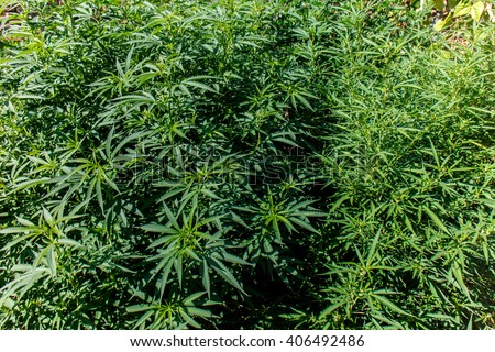 Cannabis stock options