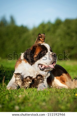  - stock-photo-saint-bernard-dog-with-little-kittens-and-toy-terrier-puppy-151592966