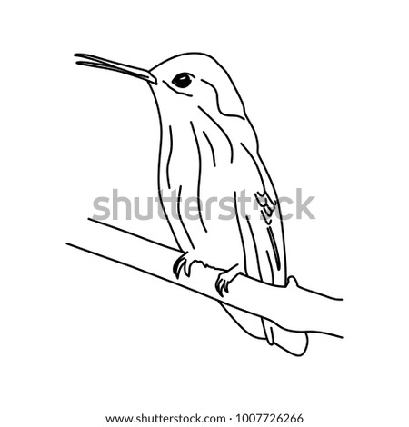 Humming bird, Colibri hand drawn line art isolated in white background.