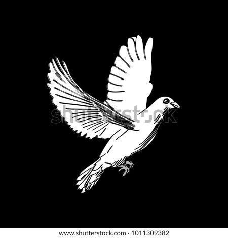 Dove bird hand drawn illustration in black and white. Realistic line art drawing style.