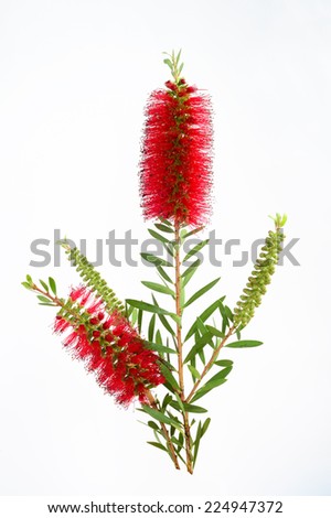 Bottle-brush Stock Photos, Royalty-Free Images & Vectors - Shutterstock